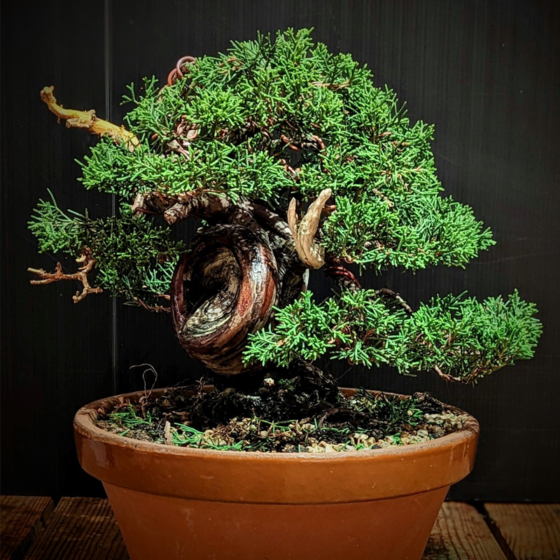 Workshop Bonsai e Natura